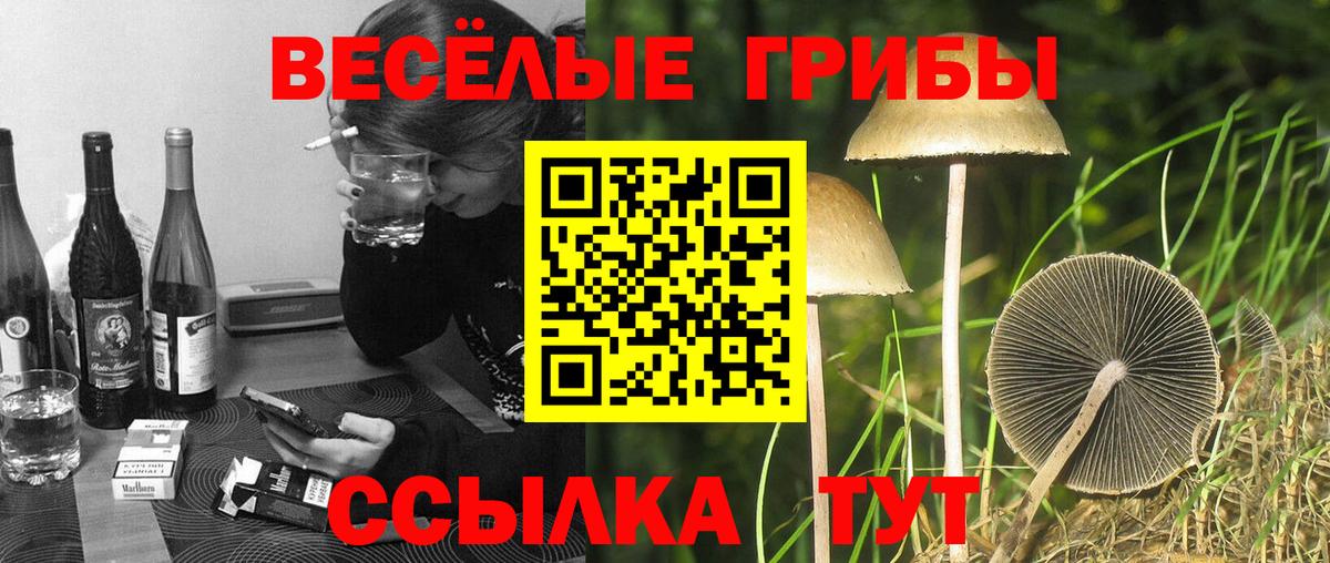 Гай  Псилоцибиновые грибы Psilocybe  Вход с VPN 